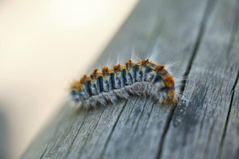 macro of a processionary caterpillar on a wooden log with the background out of focus